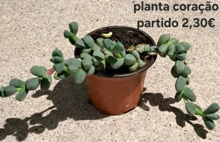 Flor Balão - 2,00€