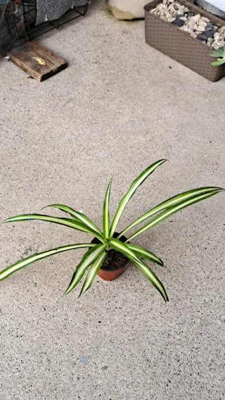 Flor Balão - 2,00€