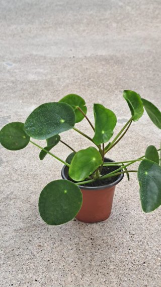 Flor Balão - 2,00€