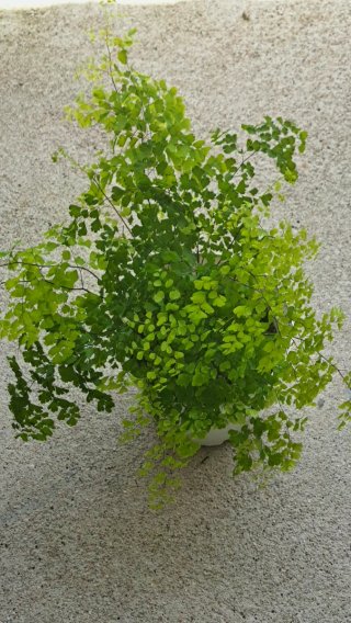 Flor Balão - 2,00€