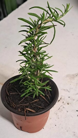 Flor Balão - 2,00€