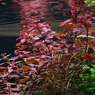 Ludwigia palustris red planta acuario
