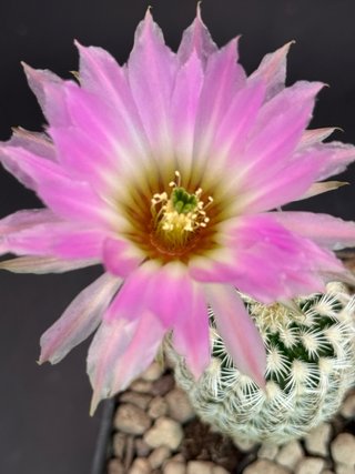 Echinocereus reichenbachii vaso 7,5 cm
