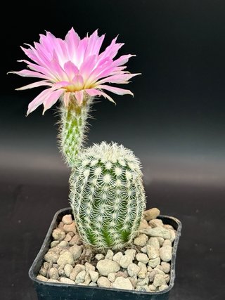 Echinocereus reichenbachii vaso 7,5 cm