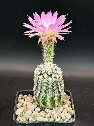 Echinocereus reichenbachii vaso 7,5 cm