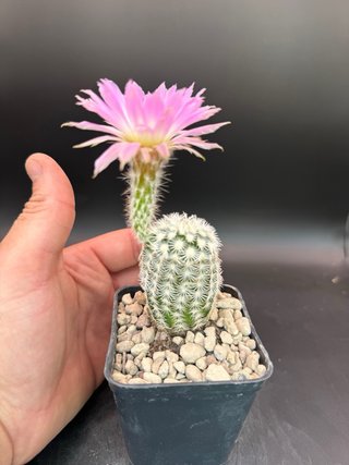 Echinocereus reichenbachii vaso 7,5 cm