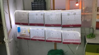 8 Jaulas Concurso Pedros Canario - 1 Mes Uso