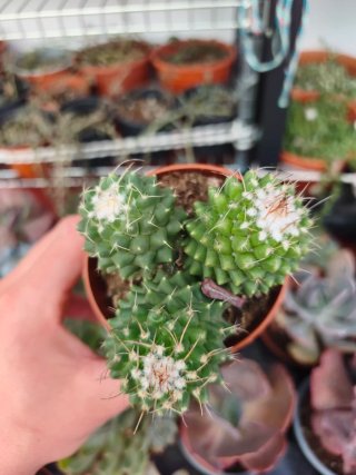 Cactus planta suculenta 8.5cm