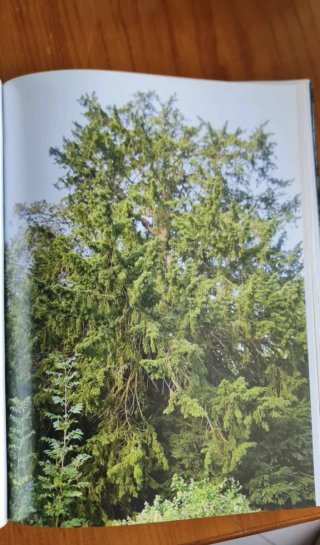 Libro Árboles Monumentales de España en perfecto e