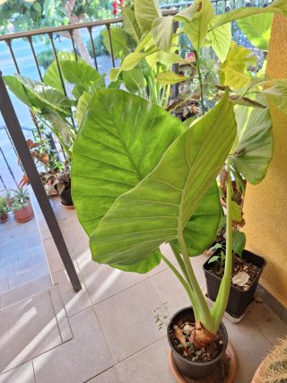 Planta Alocasia Calidora