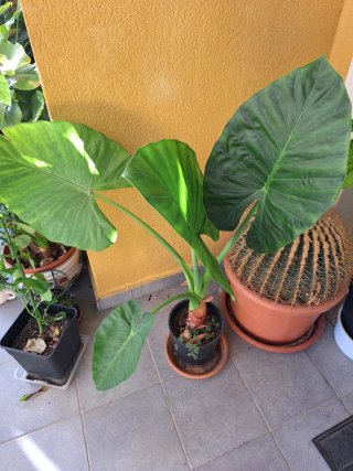 Planta Alocasia Calidora