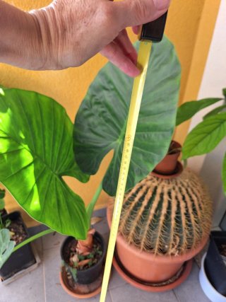 Planta Alocasia Calidora
