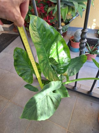 Planta Alocasia Calidora