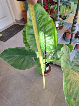 Planta Alocasia Calidora