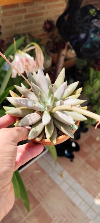 Echeveria tolimanensis