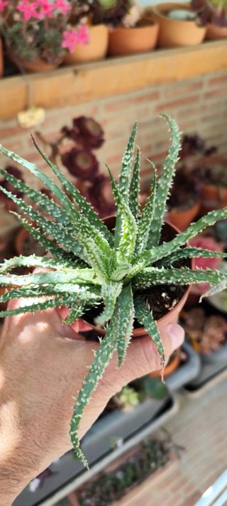 Planta Haworthia