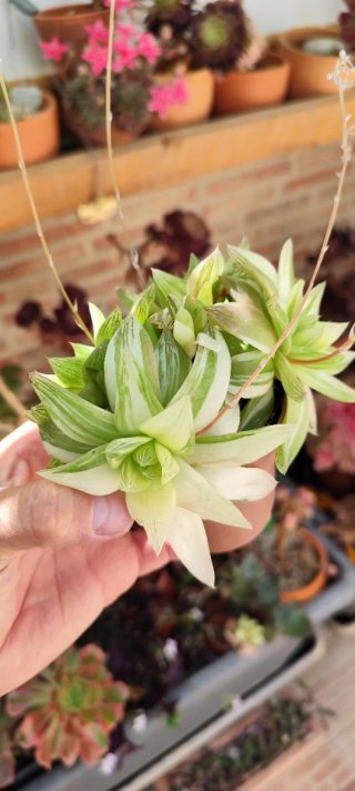 Haworthia Variegada Planta Suculenta