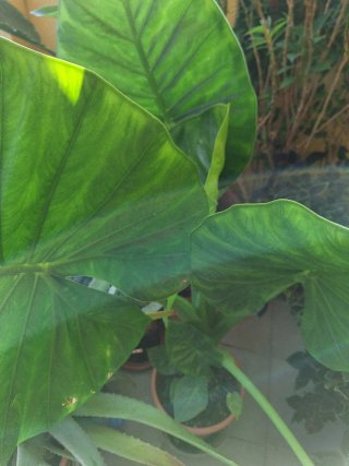 Alocasia Calidora Planta Grande