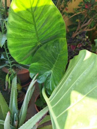 Alocasia Calidora Planta Grande