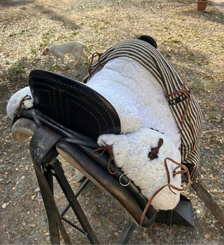 Montura Vaquera con manta