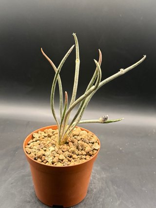 Astrophytum Caput-Medusae vaso 10 cm