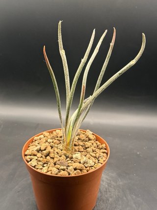 Astrophytum Caput-Medusae vaso 10 cm
