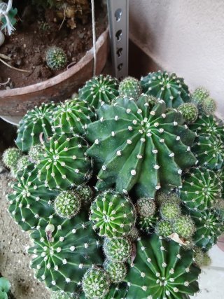 Pianta di Echinopsis