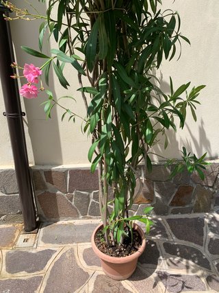 Oleandro vaso 30 - altezza oltre 2 mt fiore doppio