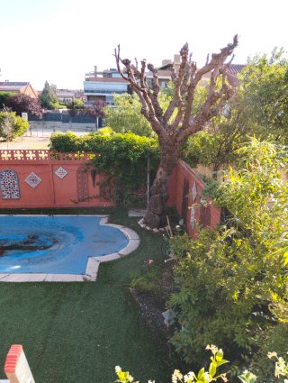 Podar arboles, cortar árboles, limpiar jardín....