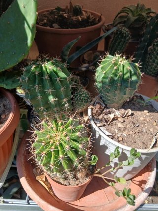Cactus misti in