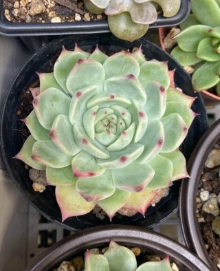 Echeveria chihuahuensis