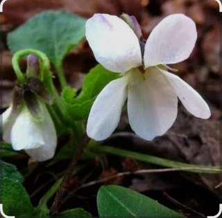 20Piantine di viole bianche