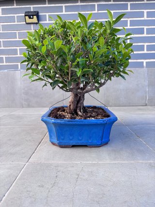 Bonsái Ficus Retusa