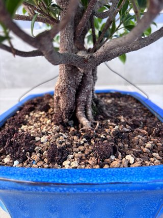 Bonsái Ficus Retusa
