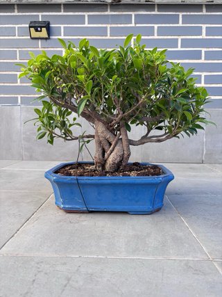 Bonsái Ficus Retusa