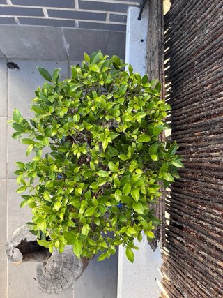 Bonsái Ficus Retusa