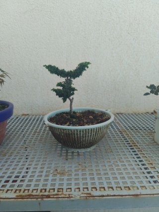 Bonsái Sekka Hinoki