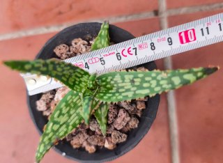 Aloe Híbrido