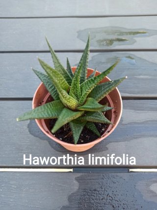 Haworthia limifolia planta suculenta
