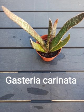 Gasteria carinata planta suculenta