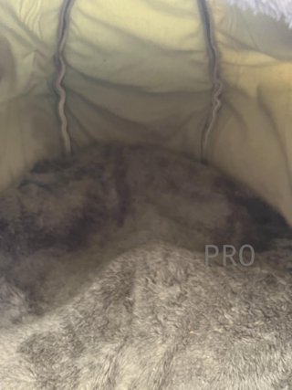 Letto per Gatti Mobiclinic