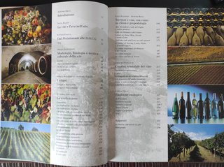 La vite e il vino nelle Marche