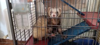 Cuidador mascotas