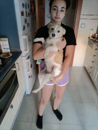 Cuidador mascotas