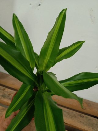 Dracaena Fragans Lemon