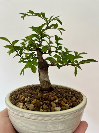 Bonsái Mini Olmo Chino