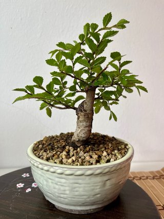 Bonsái Mini Olmo Chino