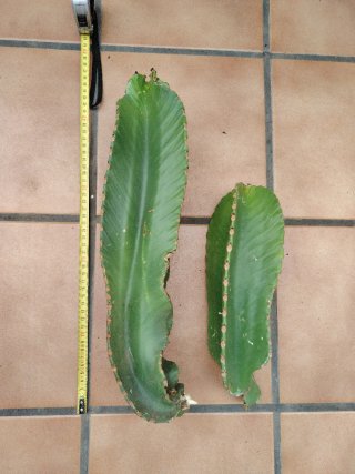 2 Esquejes Euphorbia Ingens