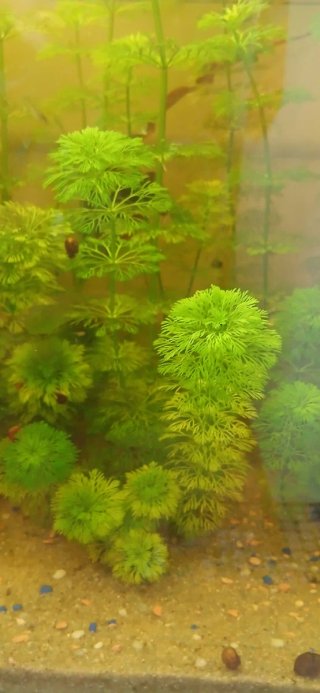 Planta Limnophila para acuario/pecera URGENTE