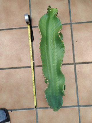 Esqueje Euphorbia ingens
